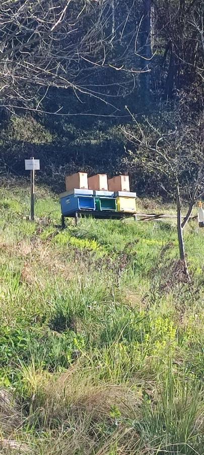 B&B I Pellegrini Della Casela Bordogna Eksteriør billede